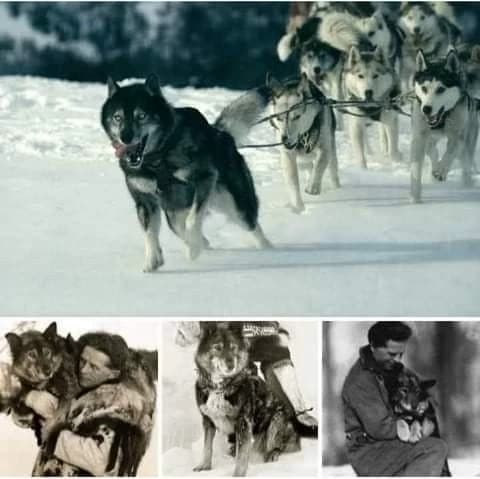 You are a sled dog thumbnail