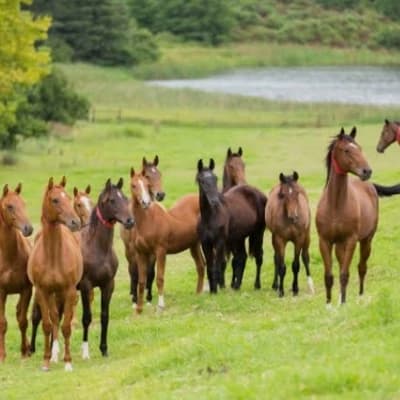 Herd of horses thumbnail