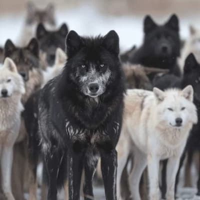 A new herd arrives in forks thumbnail