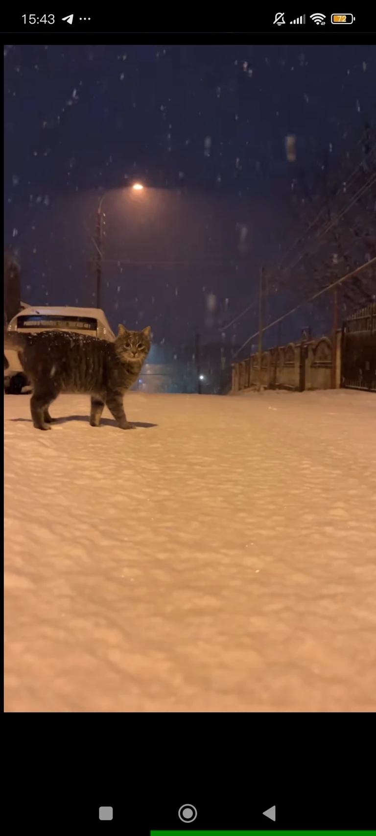 Cat on the street thumbnail