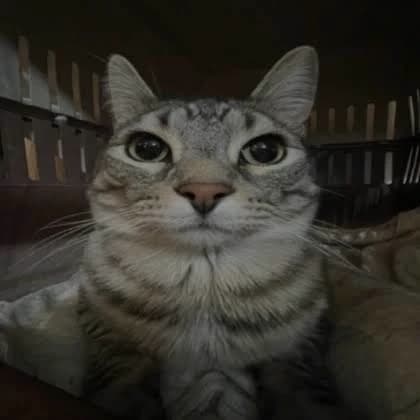 Cat thumbnail