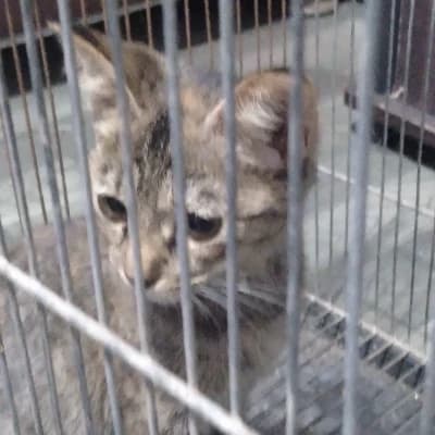 The Abandoned Cat thumbnail