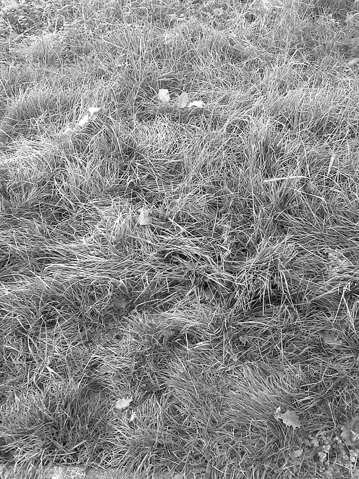 Sulfur gray grass thumbnail