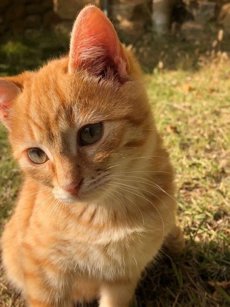 Gatito Naranja ┆ 🍊 thumbnail
