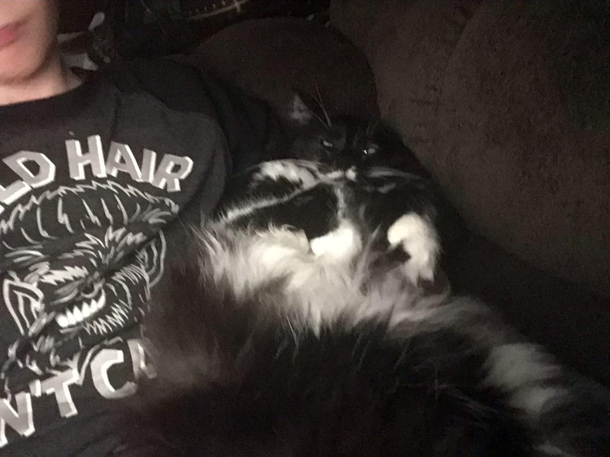 Cricket the cat thumbnail