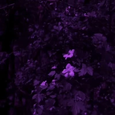 Alpha's Rose Garden thumbnail