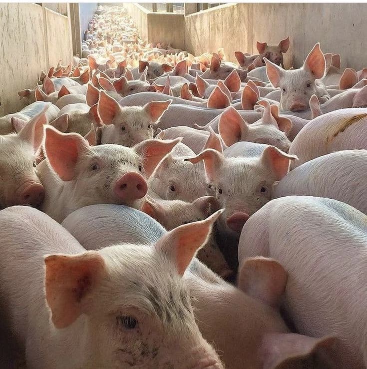 A group of pigs thumbnail