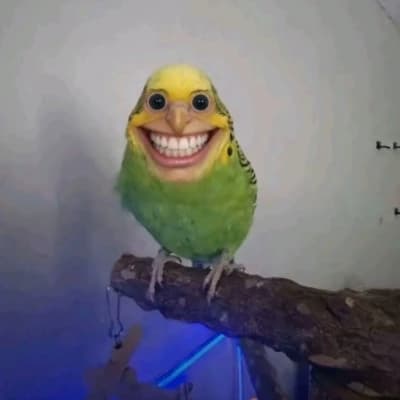 Birds thumbnail