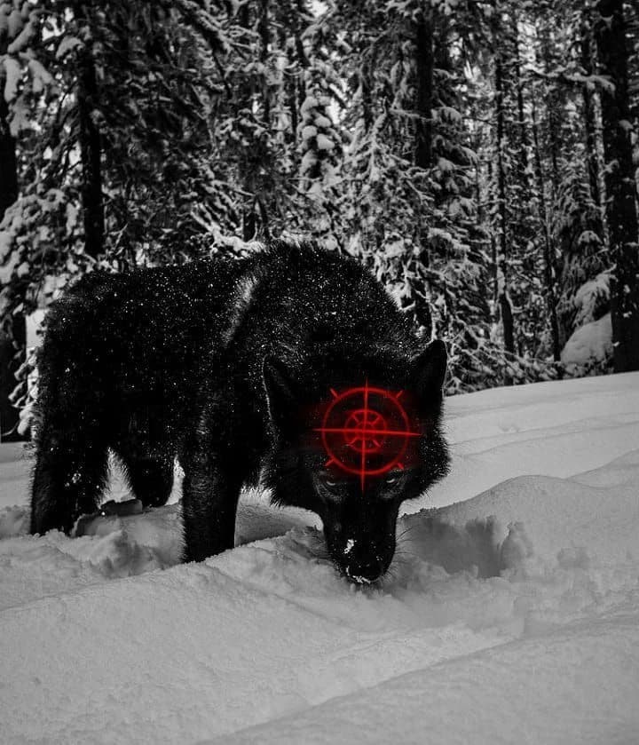 Alpha Wolf thumbnail