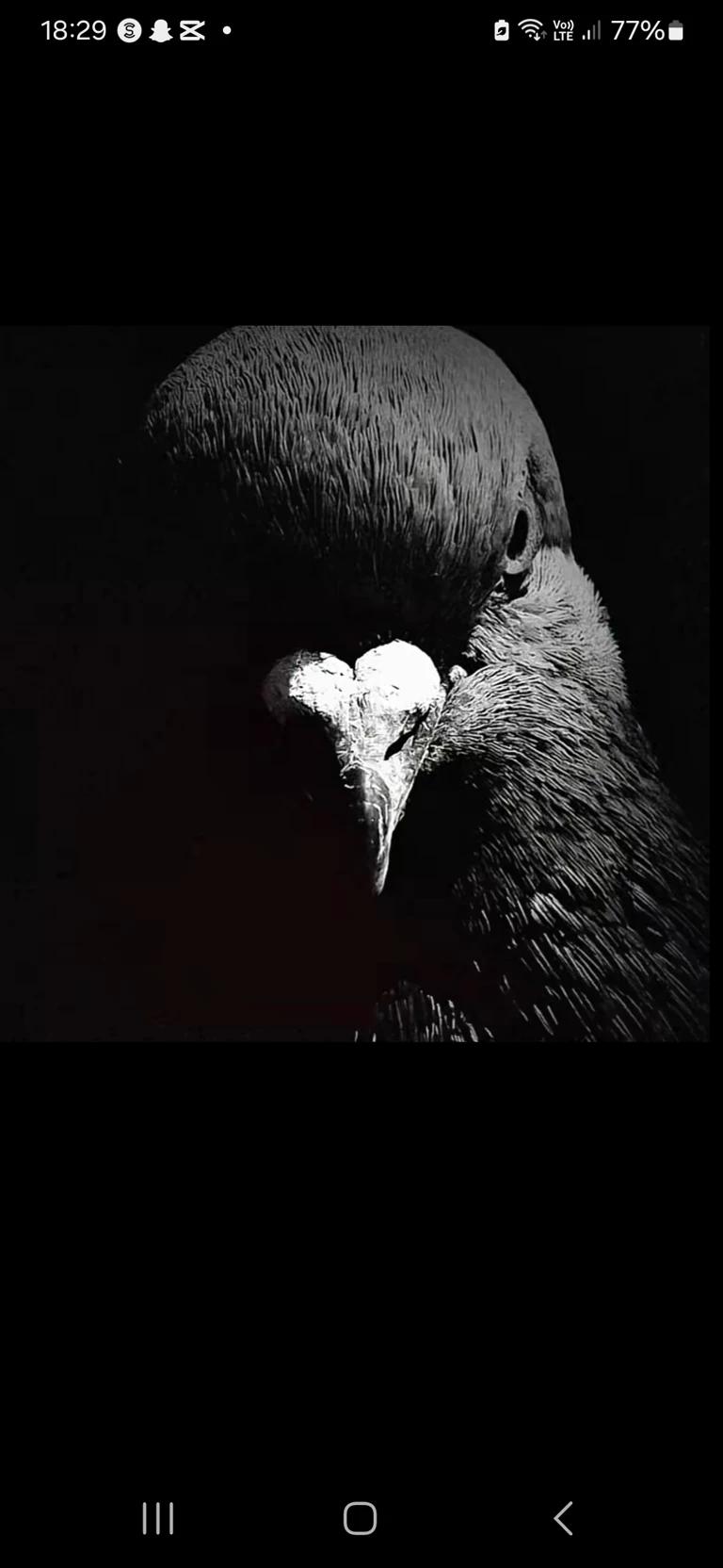 Pigeon thumbnail
