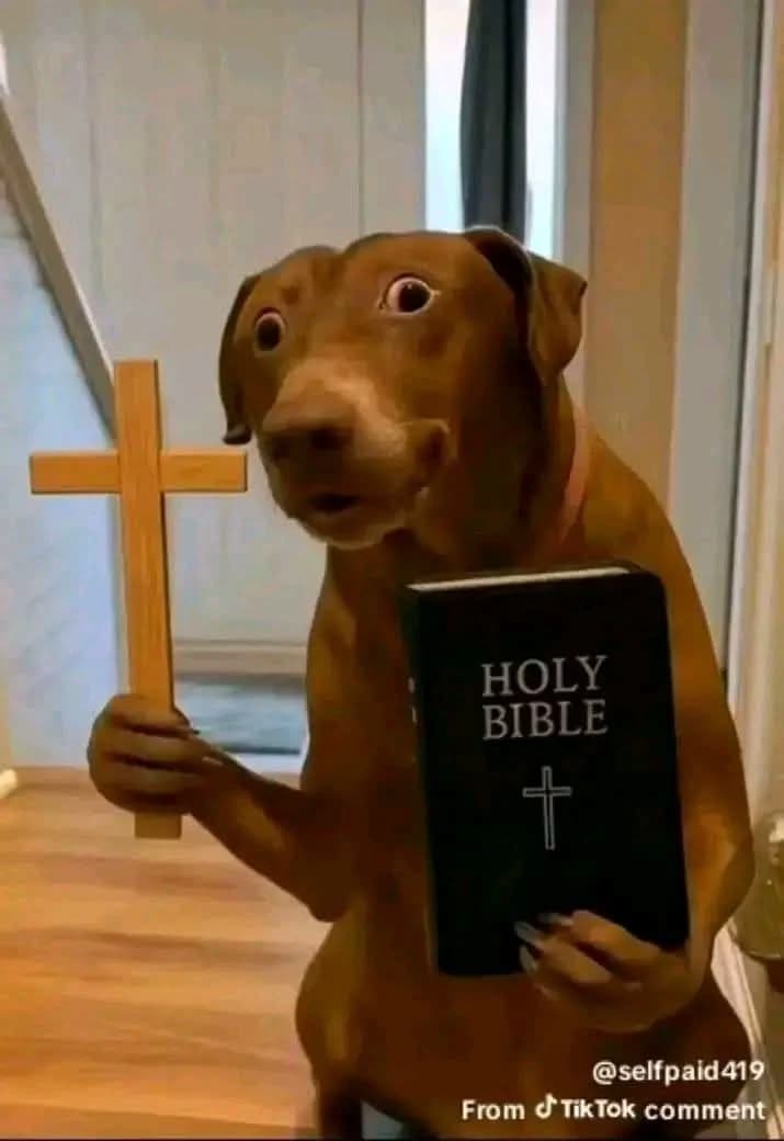 Holy dog  thumbnail