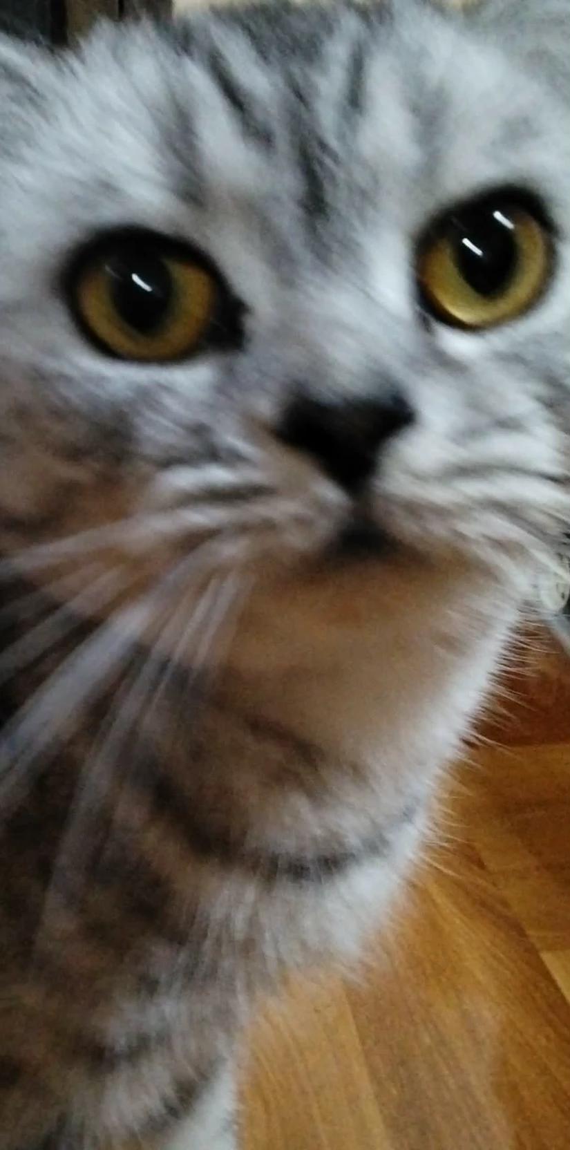 Cat thumbnail