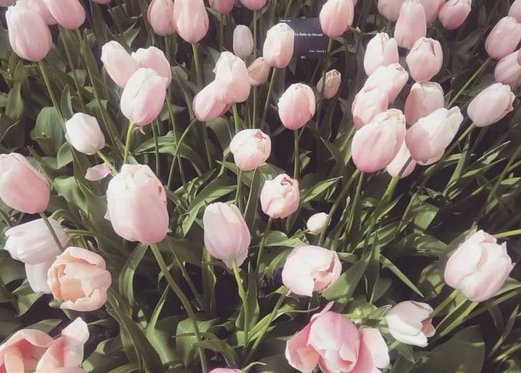 🌷✨🌛 thumbnail