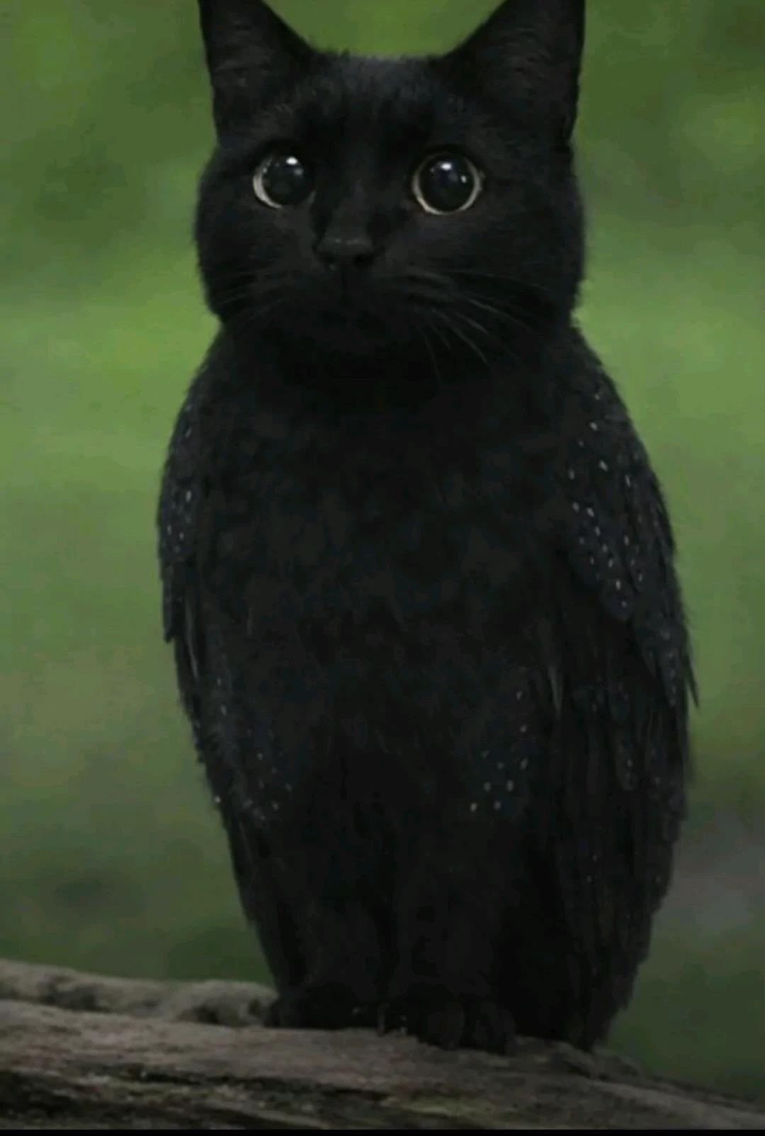 Black meowl thumbnail