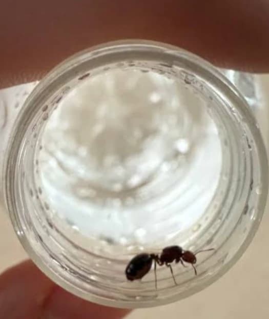 Ants thumbnail