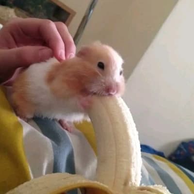 Hamster thumbnail