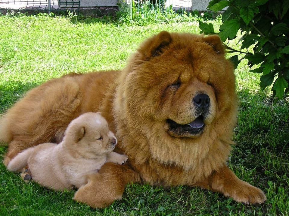 Chow chow life!~ thumbnail