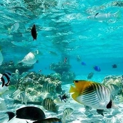 Ocean world thumbnail