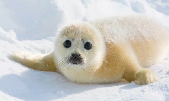 Seal thumbnail