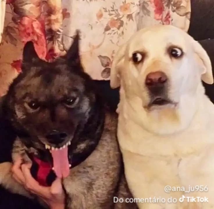 Scared dog thumbnail