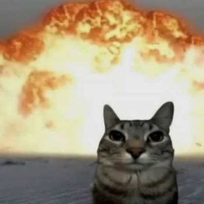 Kabum kabum kitten thumbnail