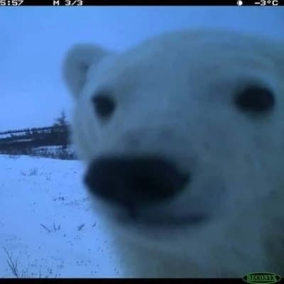 Coca Bear thumbnail