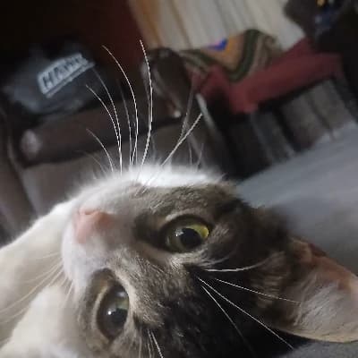 Cat thumbnail