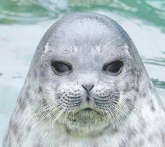 Tsuki-chan da seal!  thumbnail