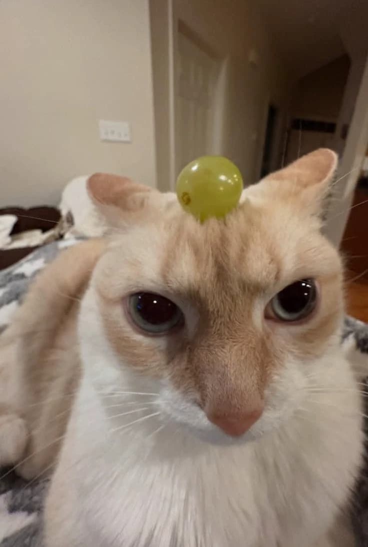 Tu gato mascota thumbnail