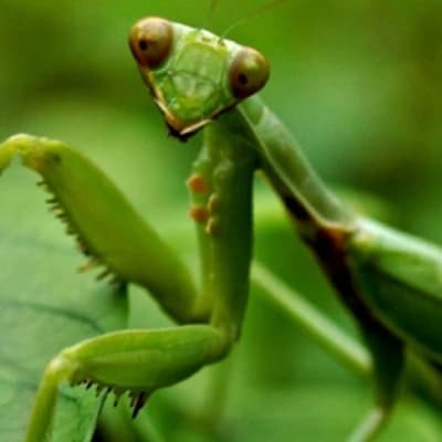 Praying Mantis thumbnail