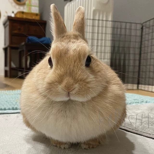 Bunny // fred thumbnail
