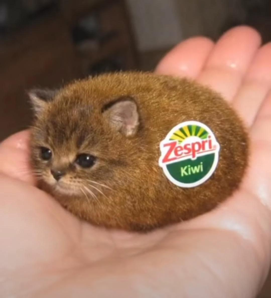Miwi, the Kiwi cat thumbnail