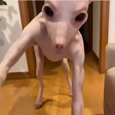 Little skin walker dude thumbnail