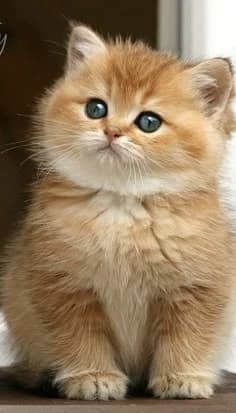 Kitten thumbnail