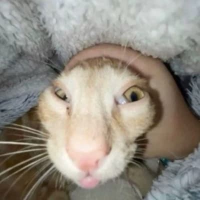 Leonor thumbnail