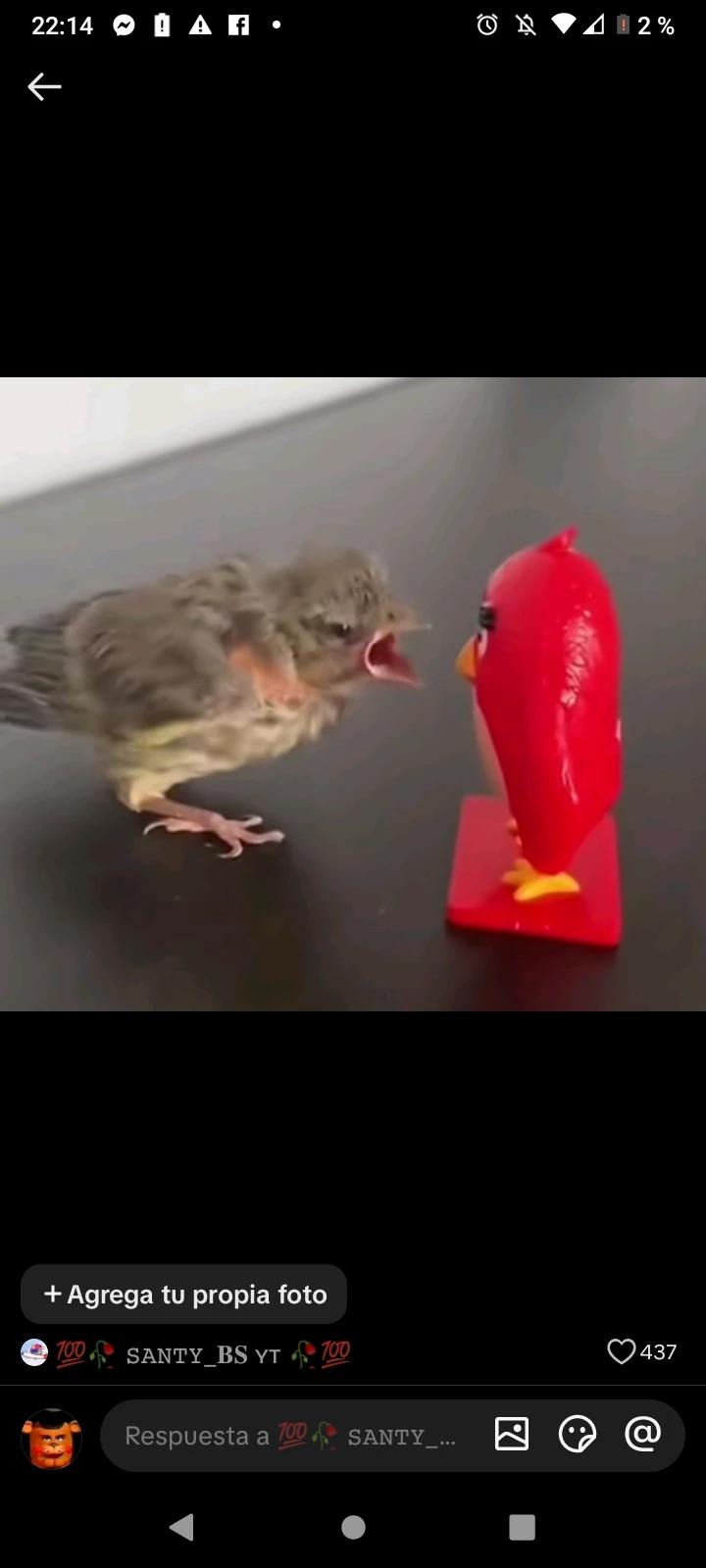 Bird vs network thumbnail