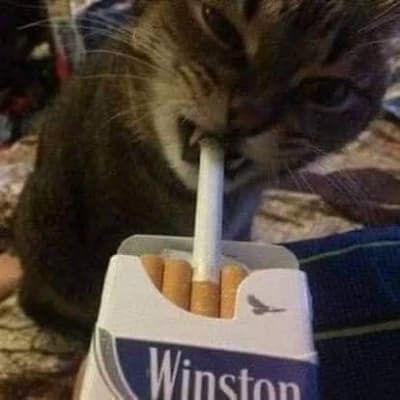 Cat thumbnail