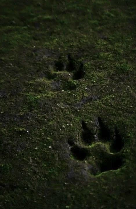 Werewolf Breeding Area 2 thumbnail