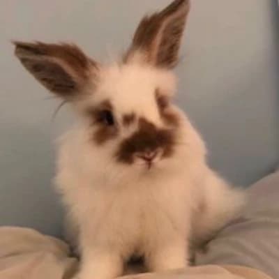 Pipkin thumbnail