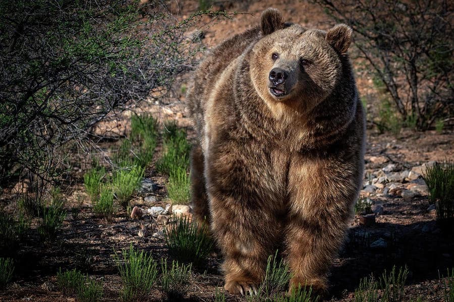 Your pet female bear thumbnail