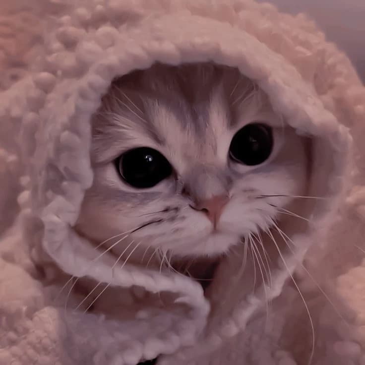 Your spoiled cat thumbnail