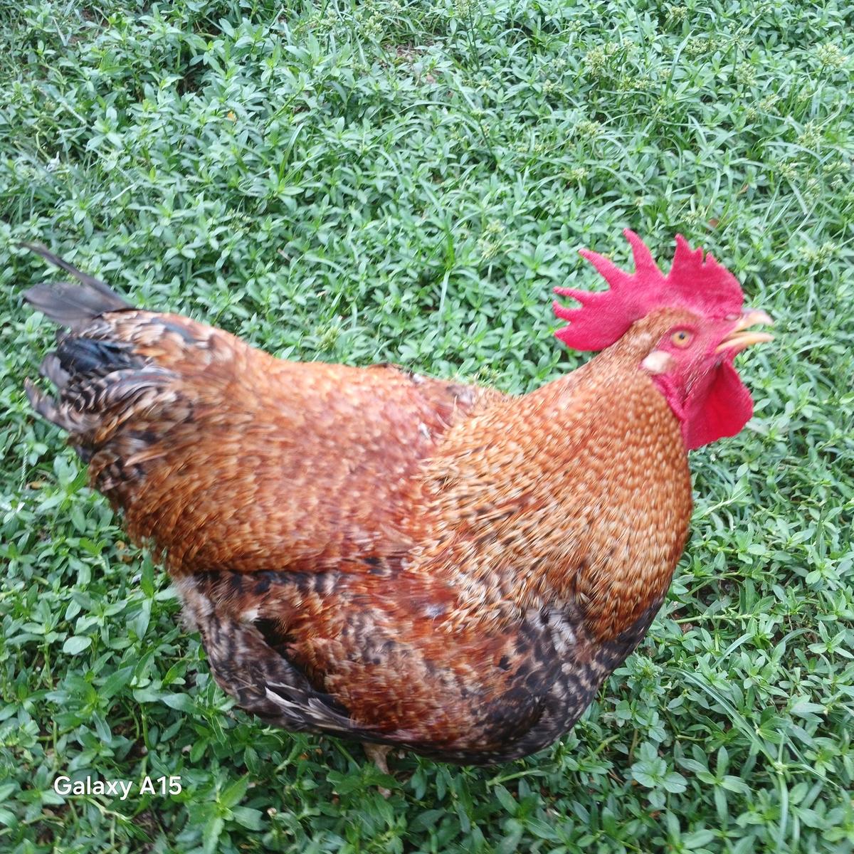 Carlito thumbnail