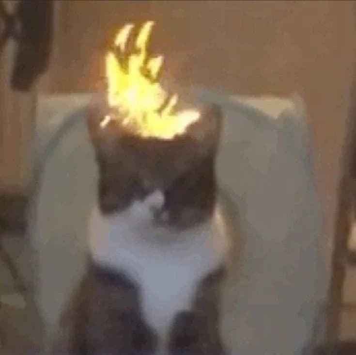 You Cat - Lukas thumbnail