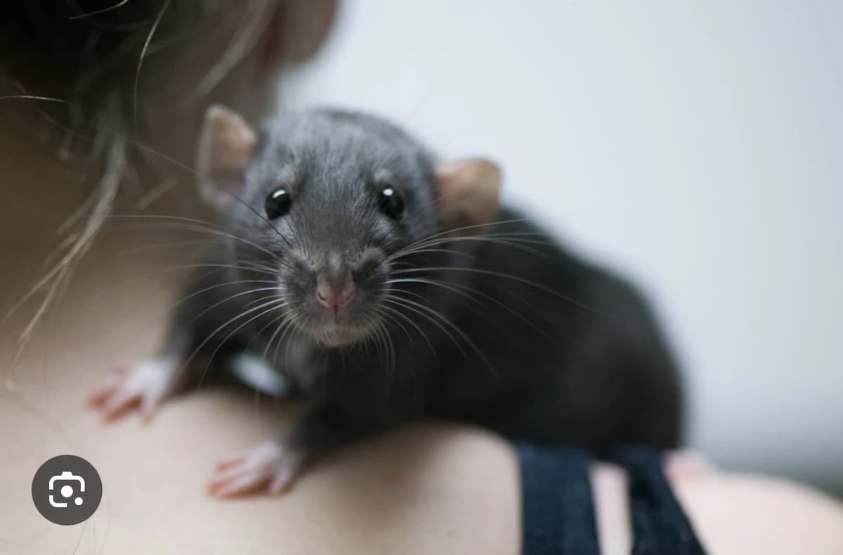 rawr thumbnail