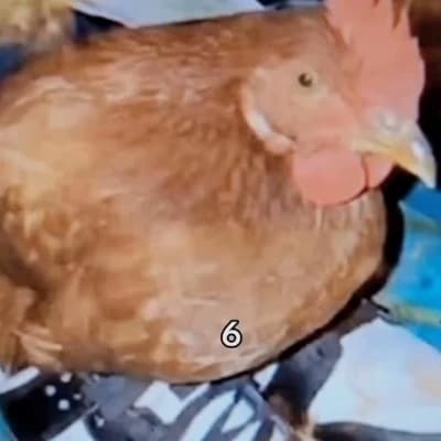 Chicken thumbnail