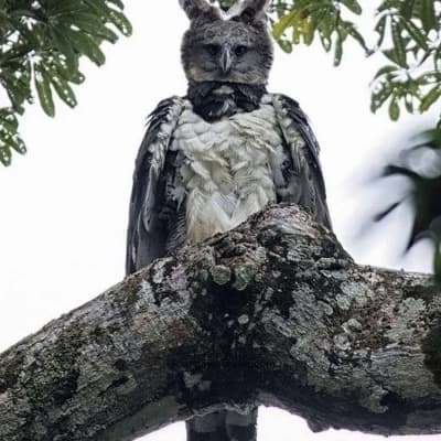 Eagle of the Harpy thumbnail