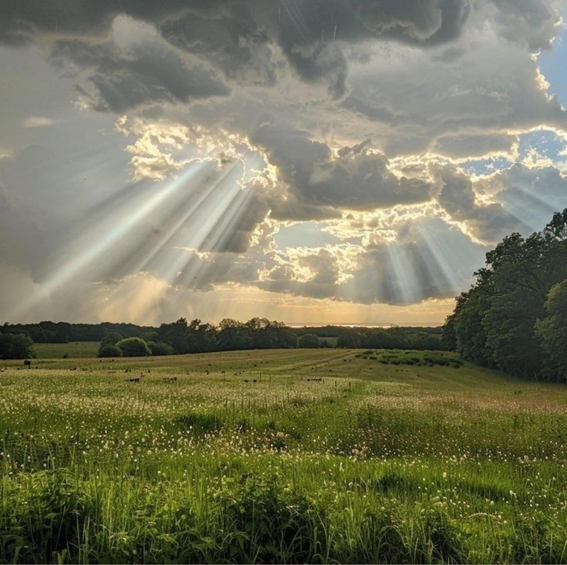 Grasslands thumbnail