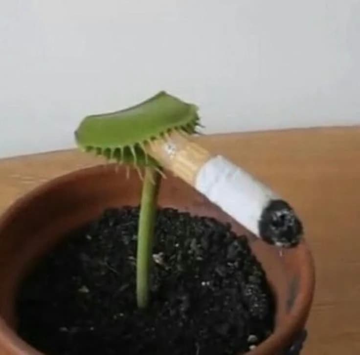 Venus-flytrap thumbnail