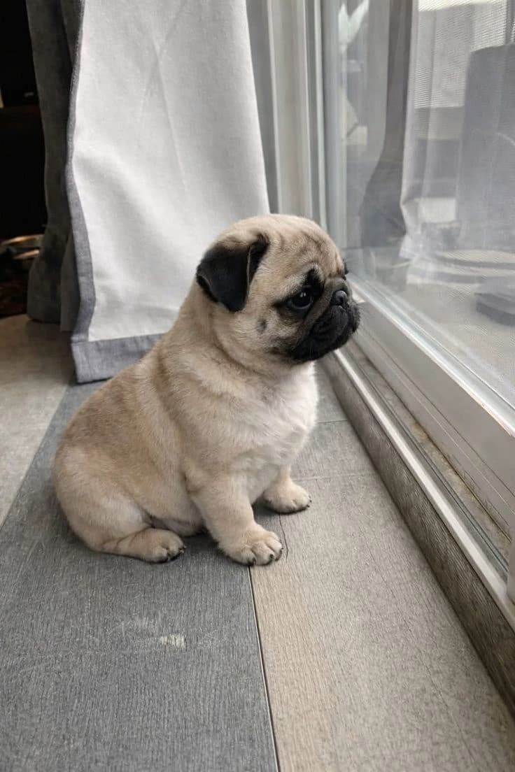 pug thumbnail