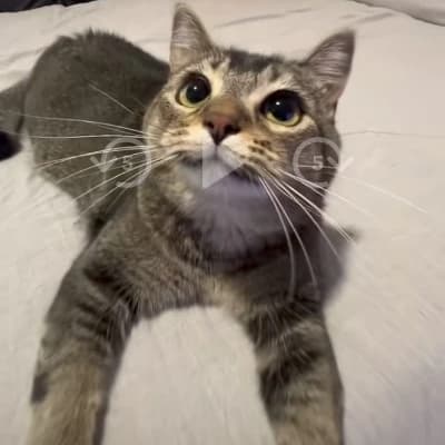 Matthias (Cat Form) thumbnail